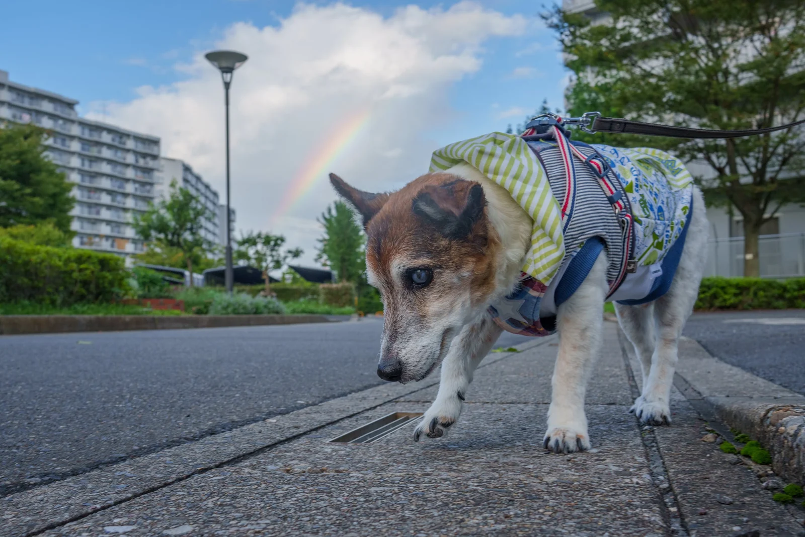 虹を背にした散歩道の犬