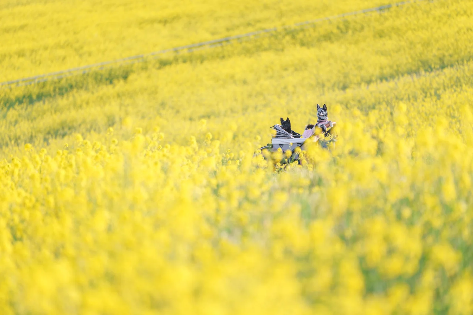 菜の花畑のカートに乗る二匹